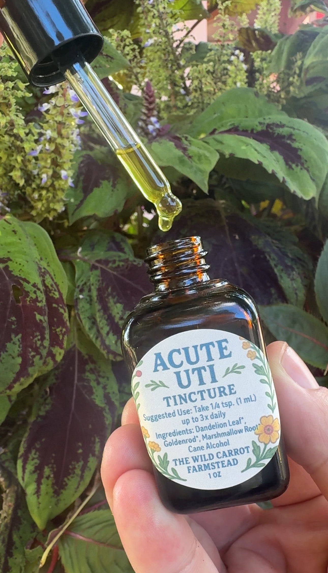 Acute UTI Tincture (1oz glass dropper)