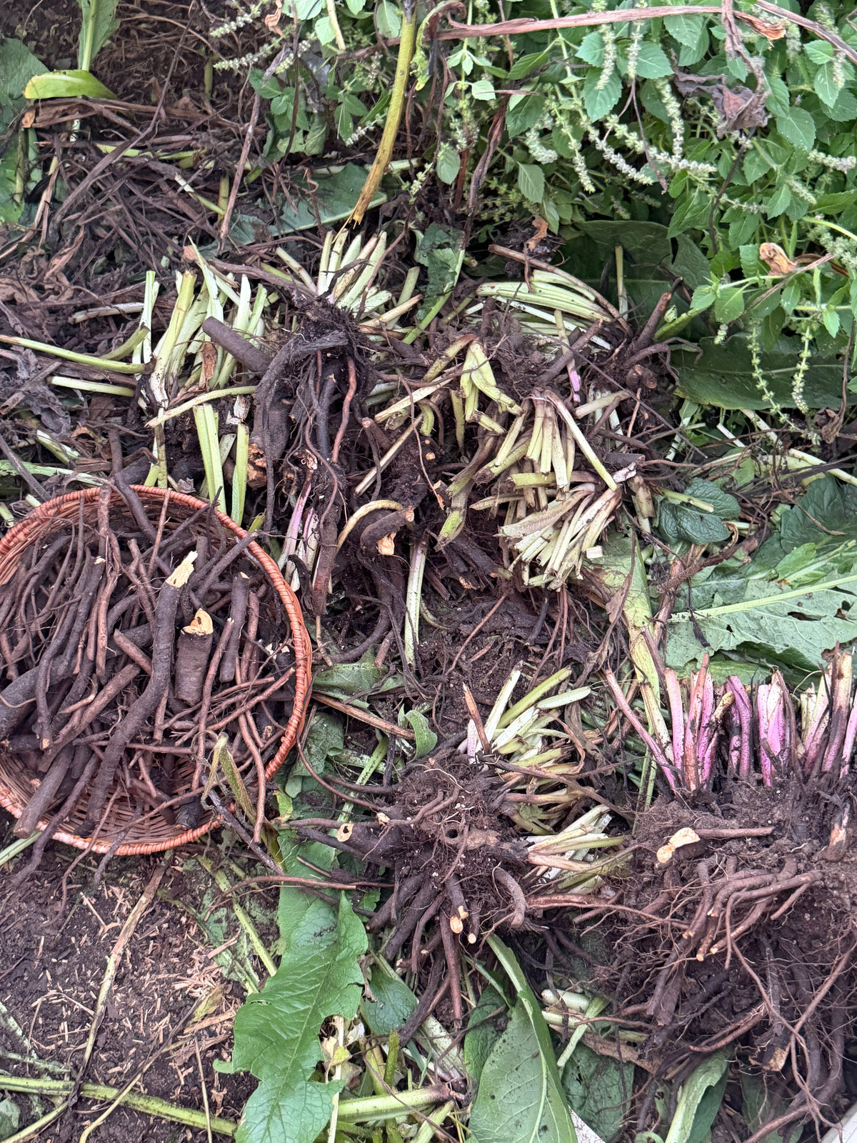 Comfrey Crown (bare root fall planting)