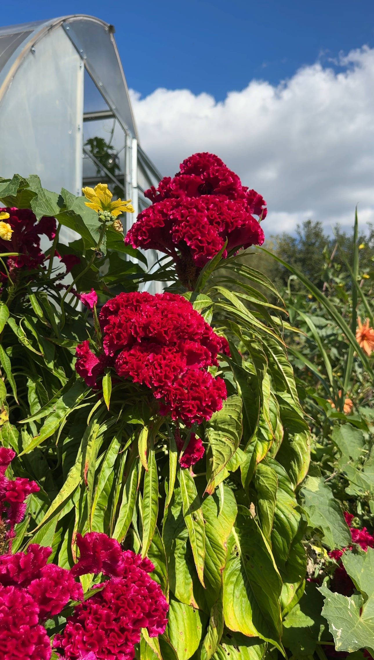 Farm-Raised & Freeze-Dried Cockscomb Tea (Celosia in 6oz pink glass mason jar)