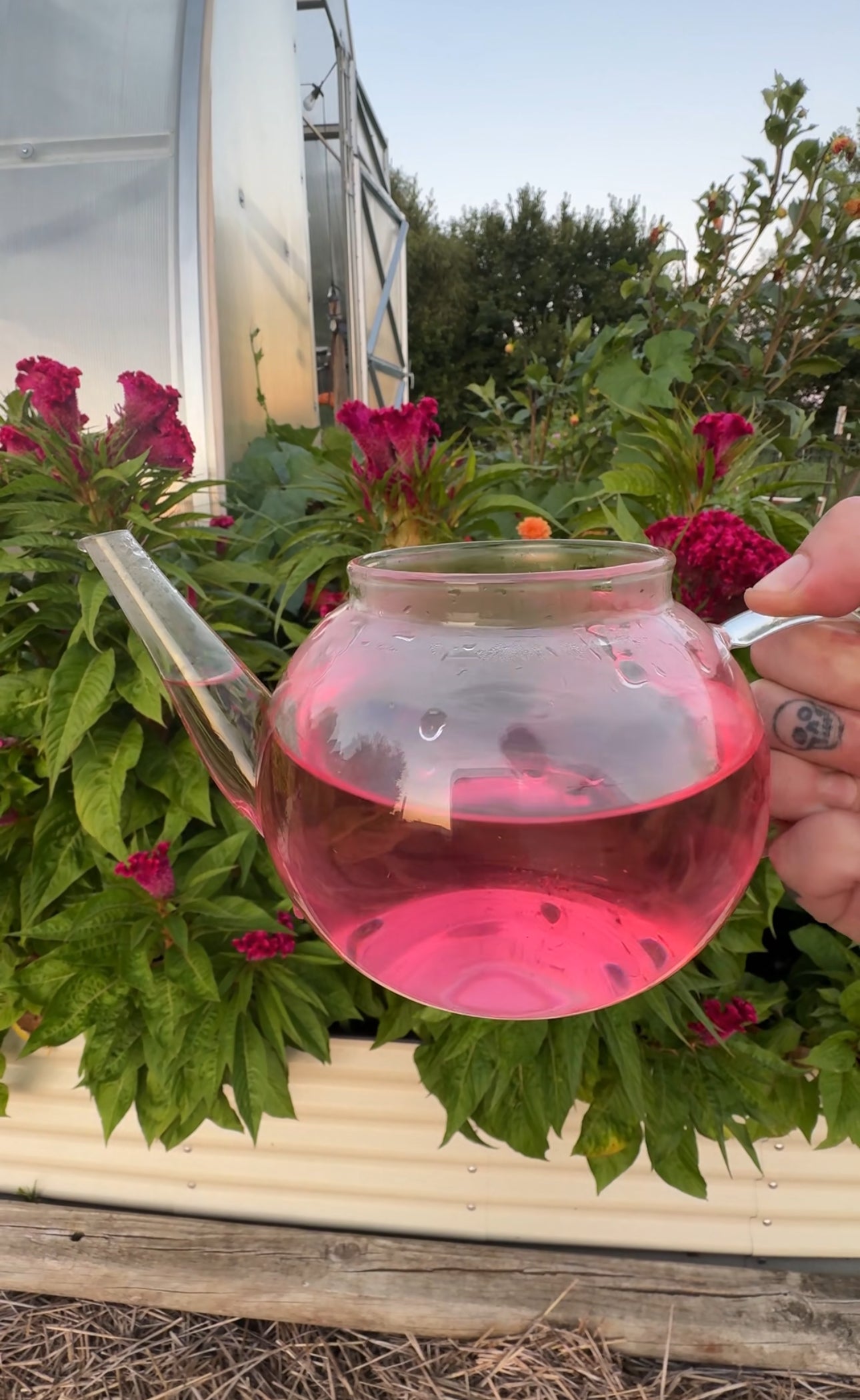 Farm-Raised & Freeze-Dried Cockscomb Tea (Celosia in 6oz pink glass mason jar)