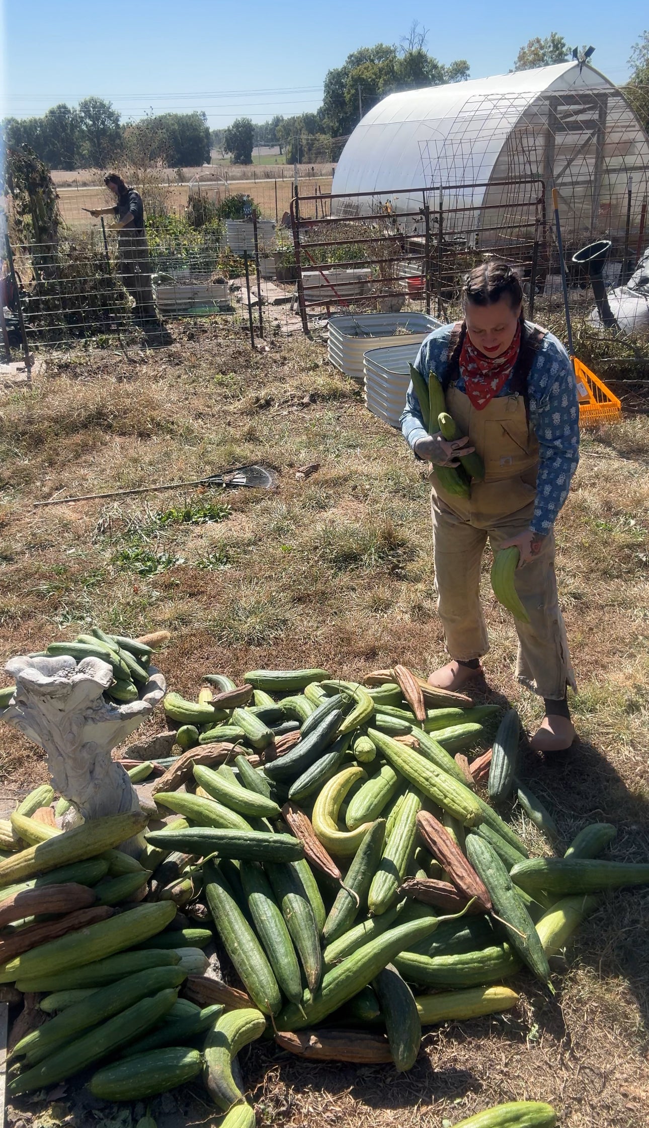 Farm-Grown Luffa Sponges (whole 6” & 8” & 14” peeled gourds)