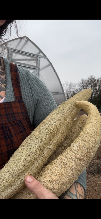 Farm-Grown Luffa Sponges (whole 6” & 8” & 14” peeled gourds)