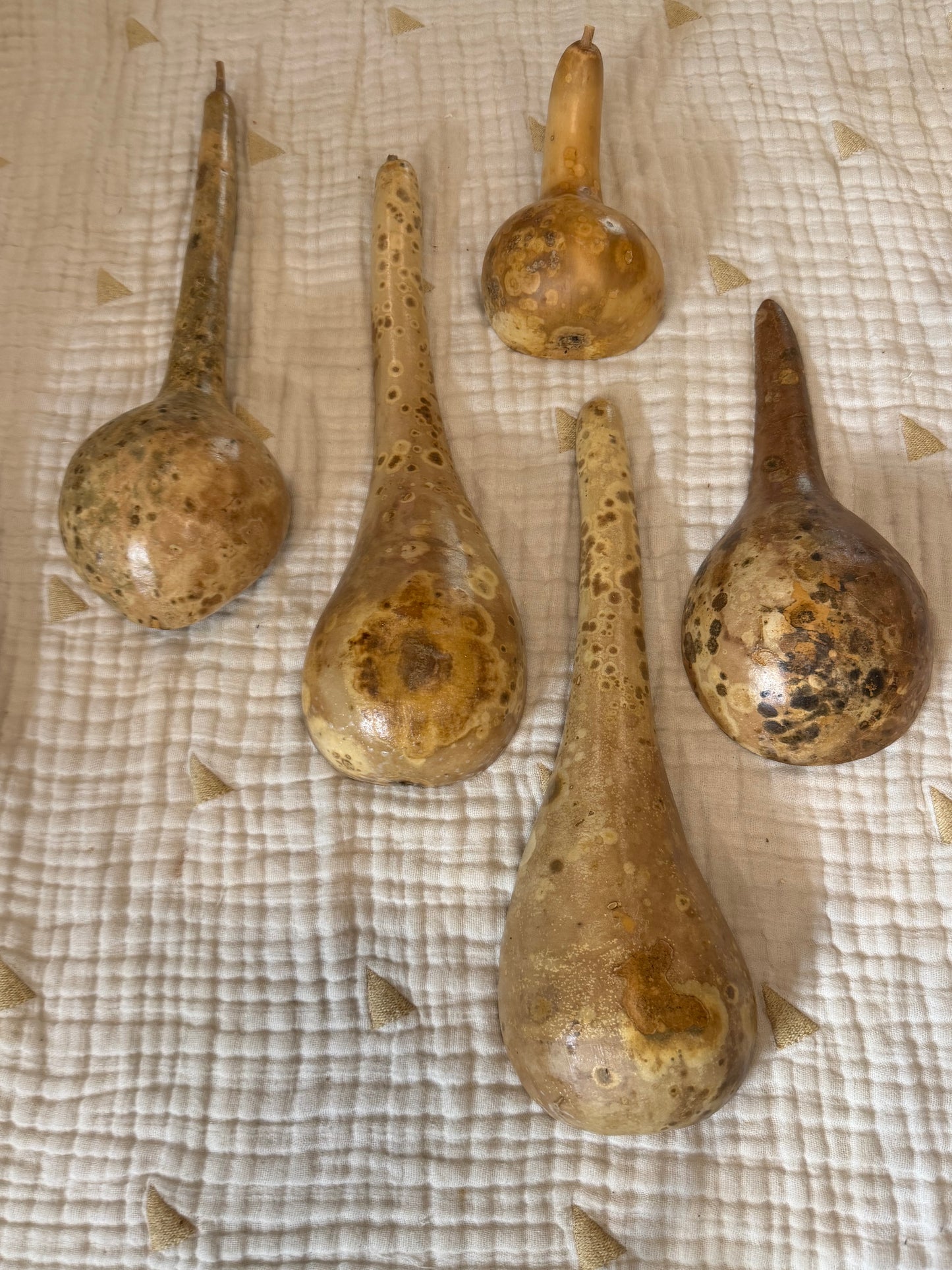 Seed-to-Bowl Gourds, Ladles, and Birdhouses (farm grown & crafted from beginning to end)