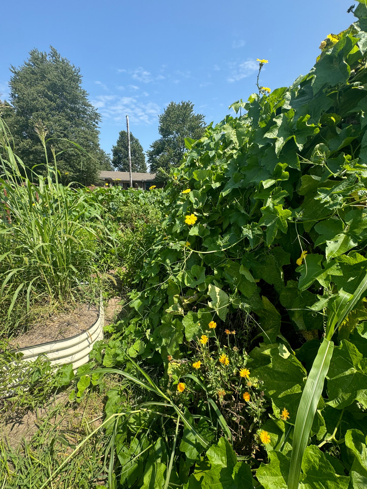 Farm-Grown Luffa Sponges (whole 6” & 8” & 14” peeled gourds)