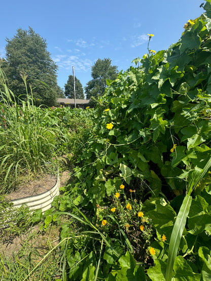 Farm-Grown Luffa Sponges (whole 6” & 8” & 14” peeled gourds)