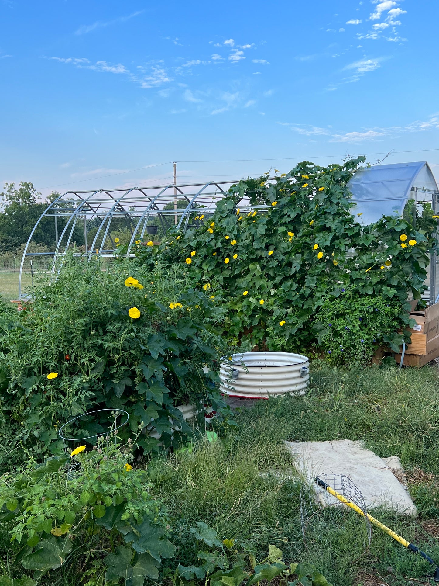 Farm-Grown Luffa Sponges (whole 6” & 8” & 14” peeled gourds)