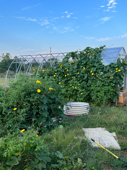 Farm-Grown Luffa Sponges (whole 6” & 8” & 14” peeled gourds)