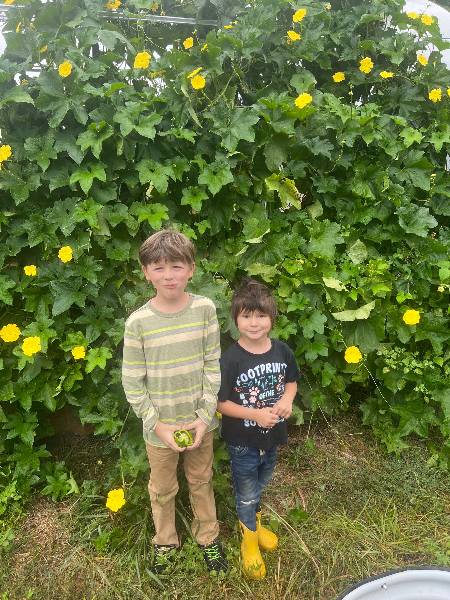 Farm-Grown Luffa Sponges (whole 6” & 8” & 14” peeled gourds)