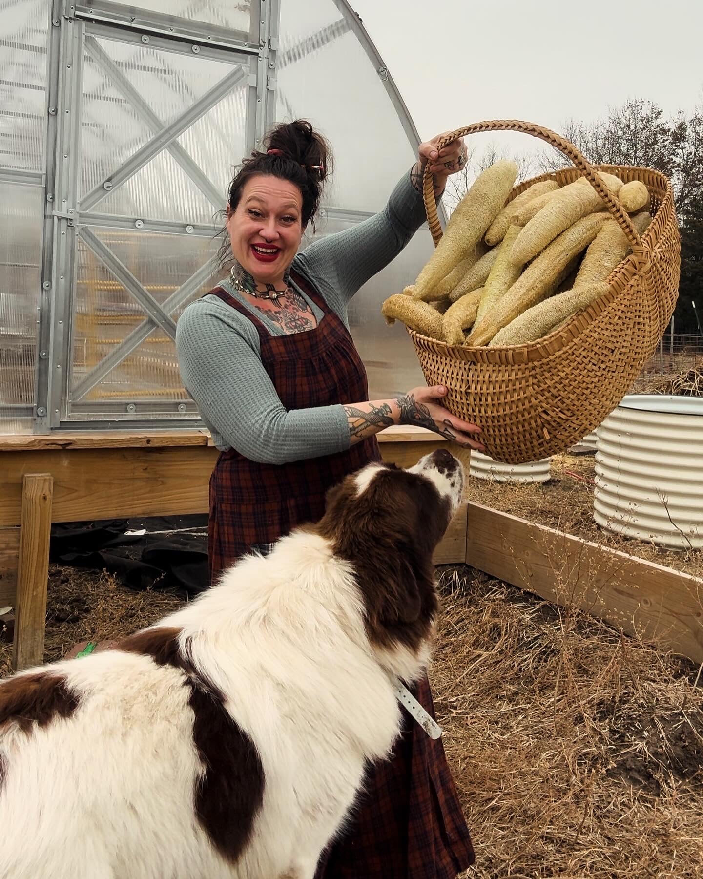 Farm-Grown Luffa Sponges (whole 6” & 8” & 14” peeled gourds)