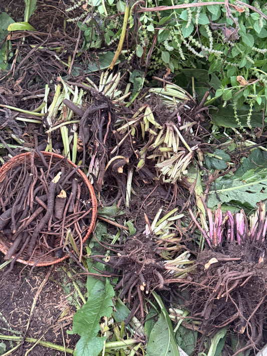 Comfrey Crown (bare root fall planting)