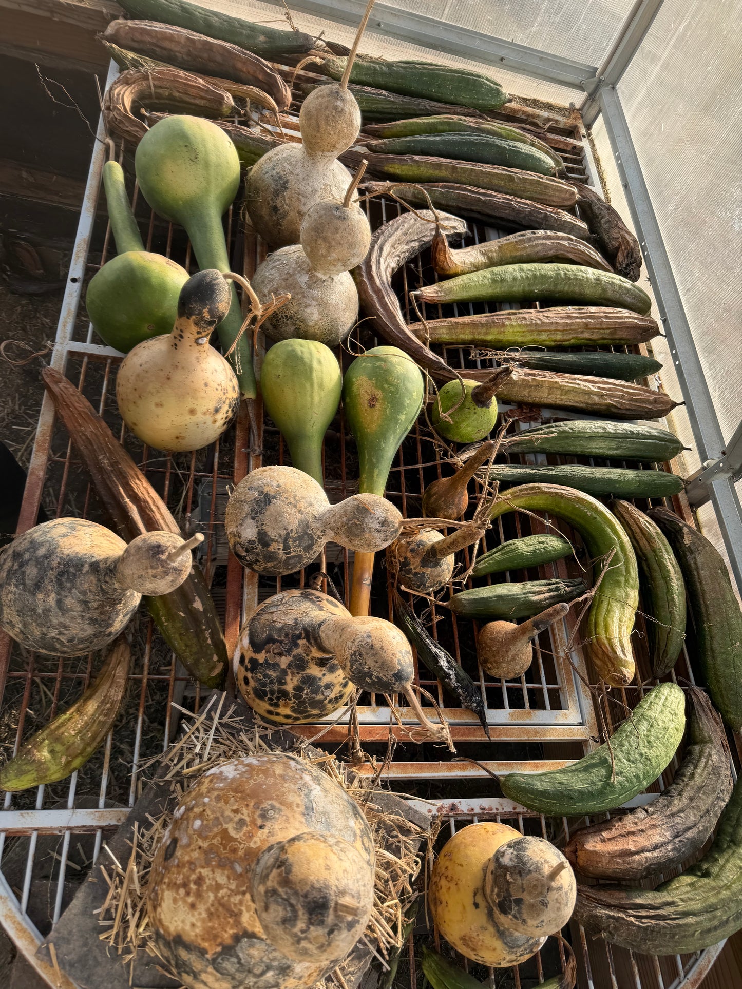 Seed-to-Bowl Gourds, Ladles, and Birdhouses (farm grown & crafted from beginning to end)