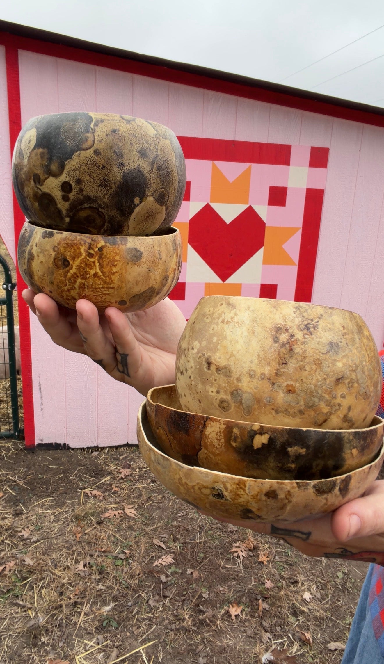 Seed-to-Bowl Gourds, Ladles, and Birdhouses (farm grown & crafted from beginning to end)
