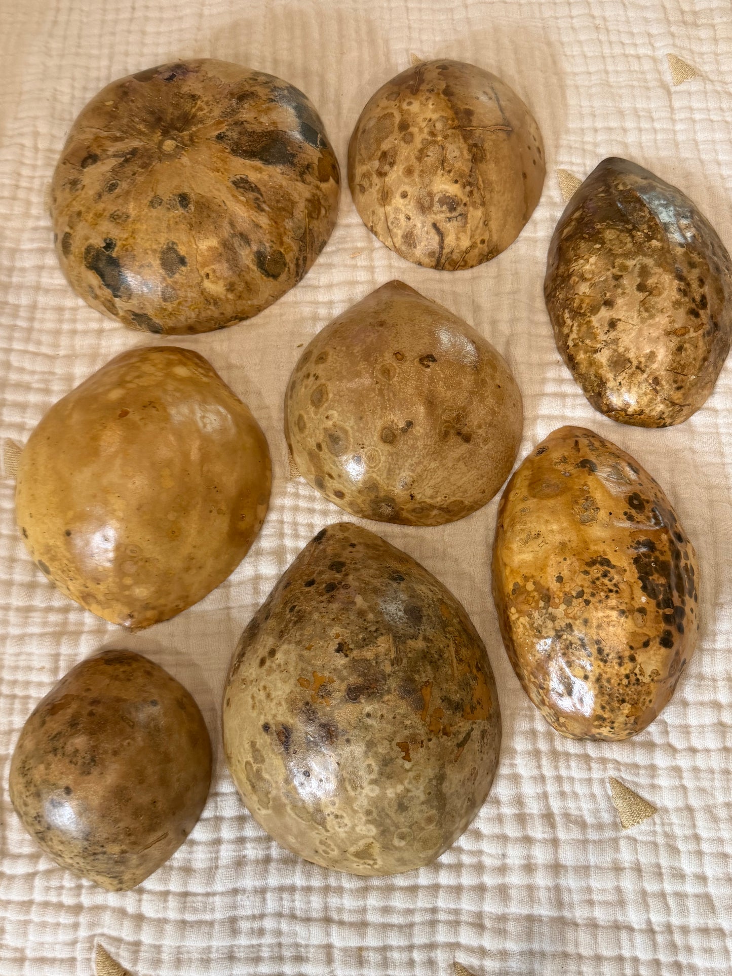 Seed-to-Bowl Gourds, Ladles, and Birdhouses (farm grown & crafted from beginning to end)