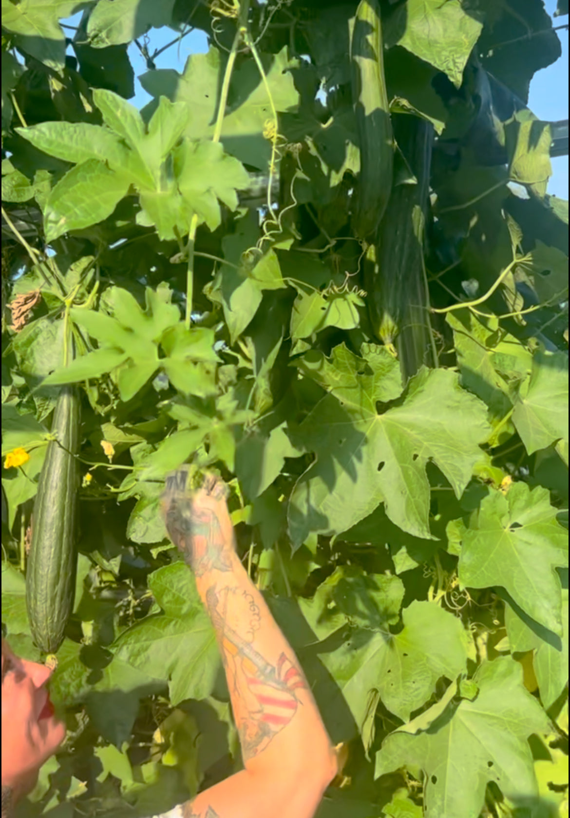 Farm-Grown Luffa Sponges (whole 6” & 8” & 14” peeled gourds)