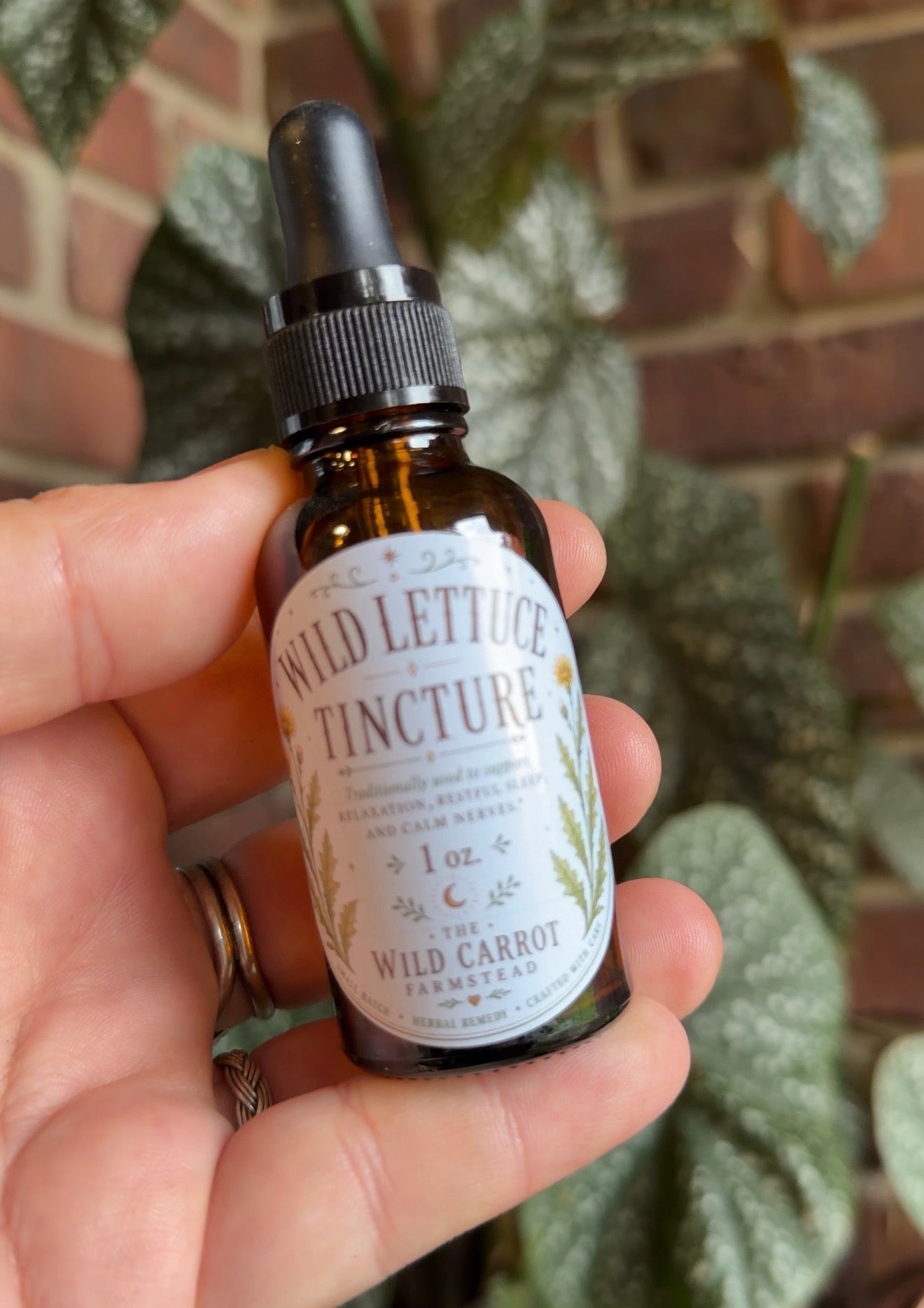 Wild Lettuce Tincture (1oz dropper)