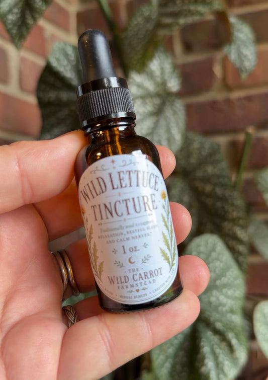 Wild Lettuce Tincture (1oz dropper)
