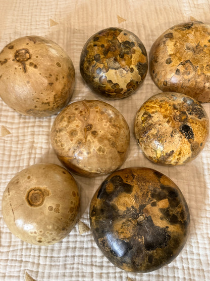 Seed-to-Bowl Gourds, Ladles, and Birdhouses (farm grown & crafted from beginning to end)