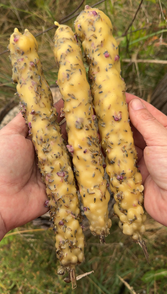 Mullein Torches (limited batches dropping every other Friday)