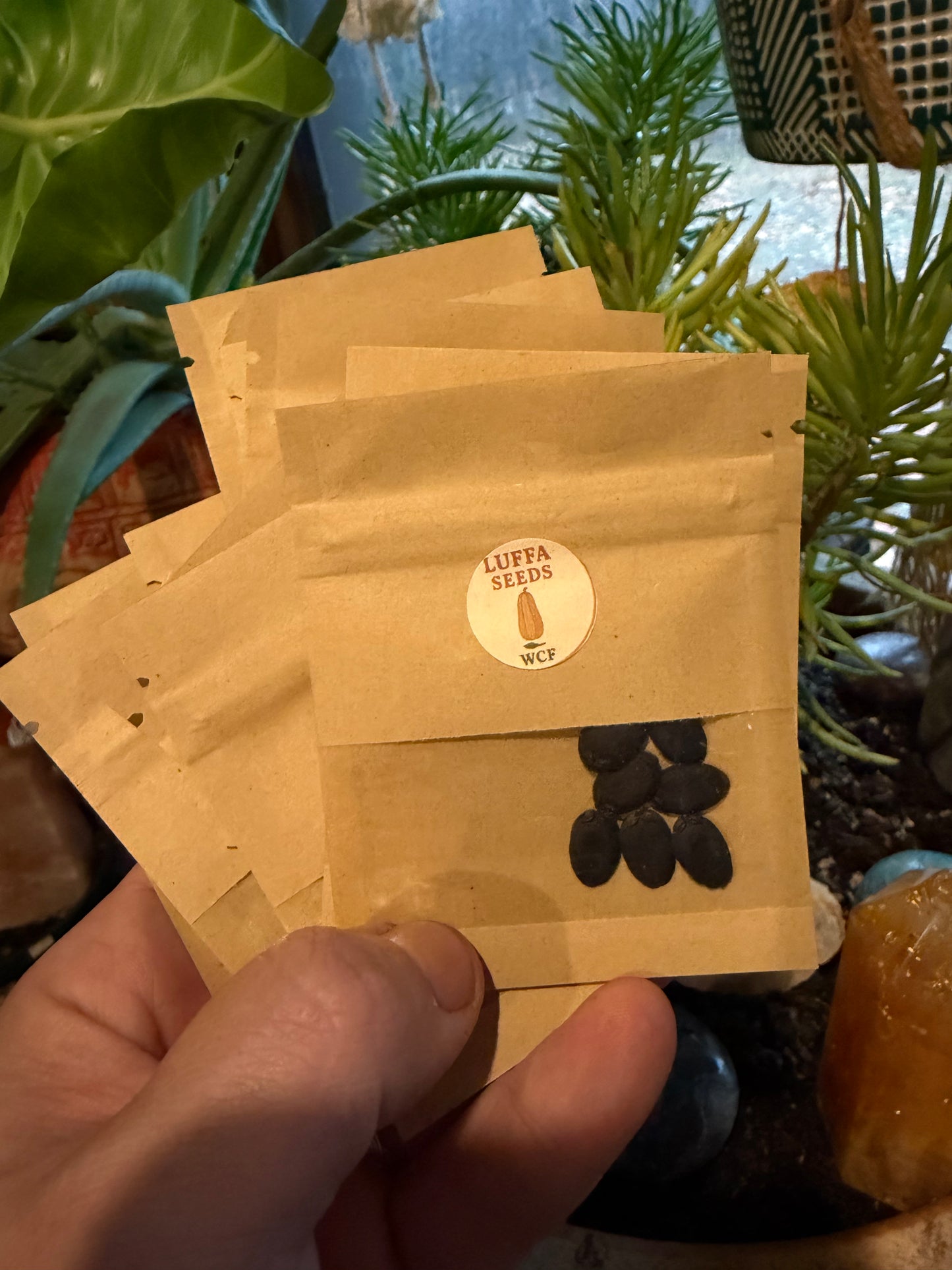 WCF Luffa Seeds (6-8 seeds)