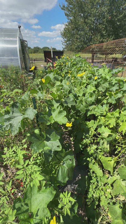 WCF Luffa Seeds (6-8 seeds)